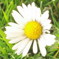 ...mein Lieblingblümchen